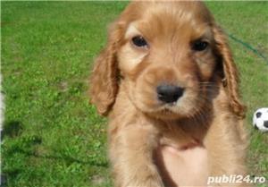 Pui coker cocker - imagine 3 Pui coker cocker - imagine 3