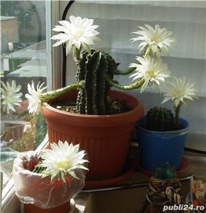 Plante cactus cu flori