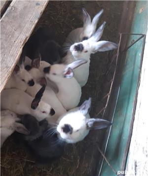 Pui de california /californian  - imagine 4