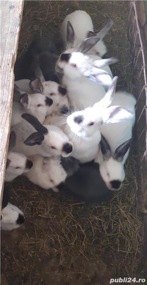 Pui de california /californian  - imagine 3