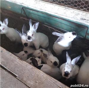 Pui de california /californian  - imagine 2