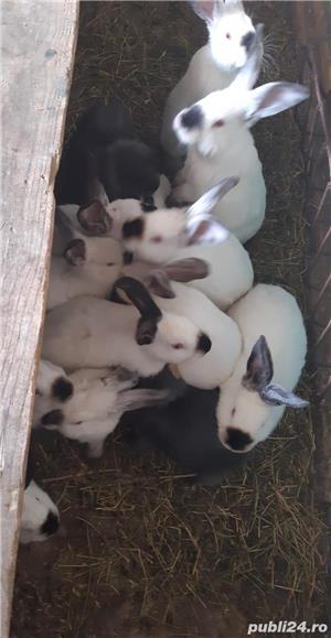 Pui de california /californian  - imagine 5