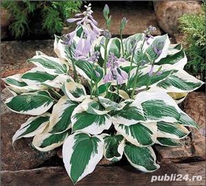 hosta Patriot - crin de umbra
