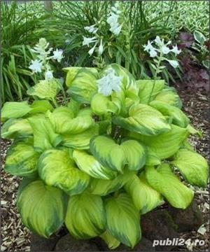 hosta diferite soiuri si culori - crin de toamna - - imagine 2