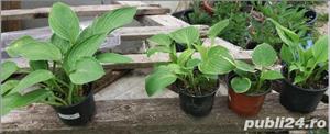 hosta diferite soiuri si culori - crin de toamna - - imagine 4