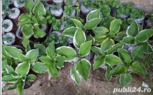 hosta diferite soiuri si culori - crin de toamna - - imagine 5