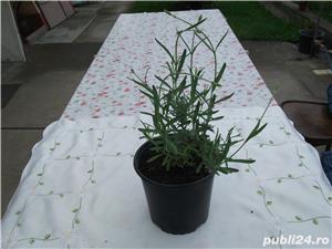 De vanzare produse de ,,LAVANDA" - imagine 3