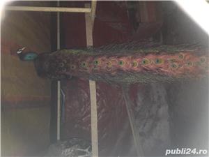 Pauni maturi de vanzare - imagine 2