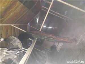 Pauni maturi de vanzare - imagine 4