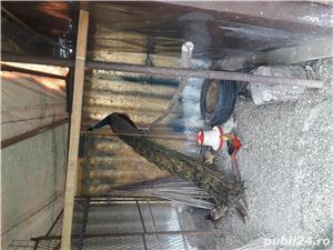 Pauni maturi de vanzare