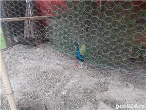 Pauni maturi de vanzare - imagine 3