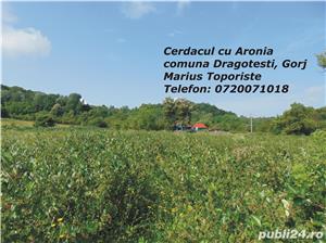 Vand fructe si produse din fructe Aronia Bio: Tinctura, Otet, Dulceata, Sirop, Concentrat  - imagine 5