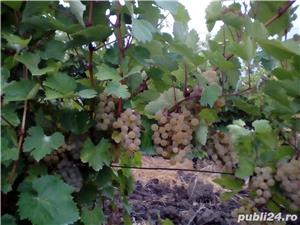 Vin alb  si roze natural,  produs tradițional, direct de la producător - imagine 5