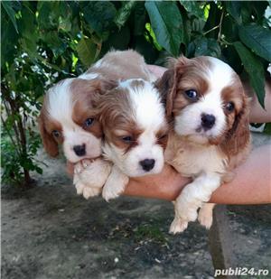 Vand cavalier king charles spaniel  - imagine 6