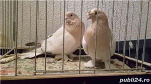 Porumbei Takla mermeri ! - imagine 2