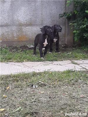 Pui dog german - imagine 3 Pui dog german - imagine 3