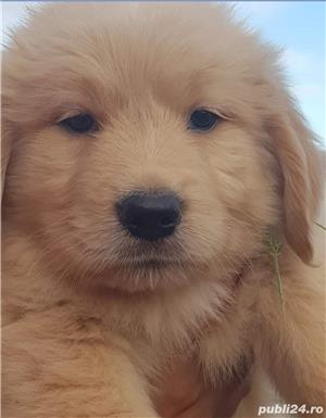 Vand golden retriever retriver  - imagine 2