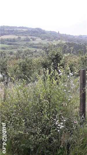 In Berchez,de vanzare un hectar livada cu pomi pe rod - imagine 8