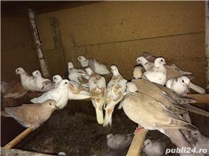 Vand turturele cucuruz - imagine 5