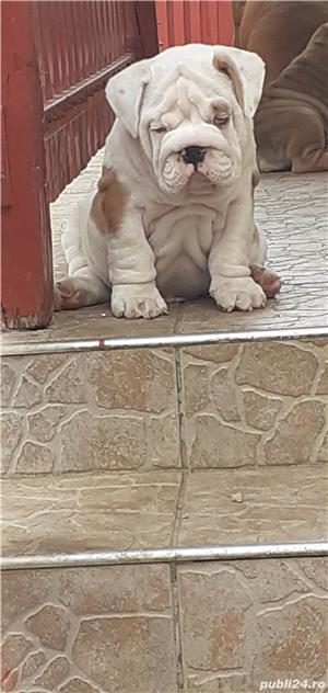 Vand buldog bulldog englez  - imagine 2 Vand buldog bulldog englez  - imagine 2