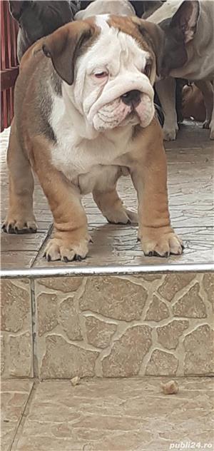 Vand buldog bulldog englez  - imagine 3 Vand buldog bulldog englez  - imagine 3
