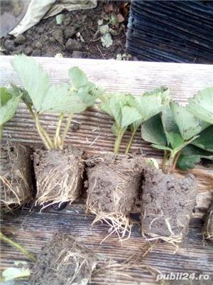 Vand stoloni capsuni diverse soiuri - imagine 4