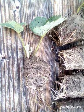 Vand stoloni capsuni diverse soiuri - imagine 5