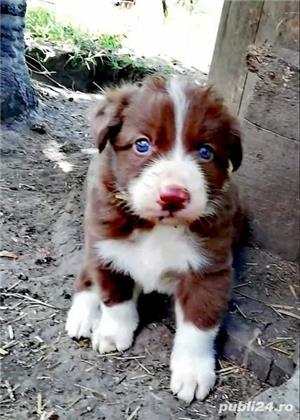 Vand border collie - imagine 2 Vand border collie - imagine 2