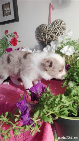 Vand border collie - imagine 3 Vand border collie - imagine 3