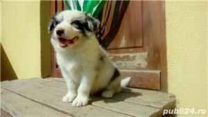Vand border collie - imagine 4 Vand border collie - imagine 4