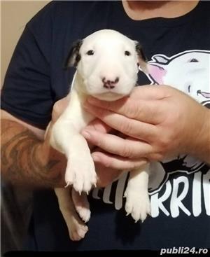 Vand pui bullterrier bull terrier  - imagine 4 Vand pui bullterrier bull terrier  - imagine 4