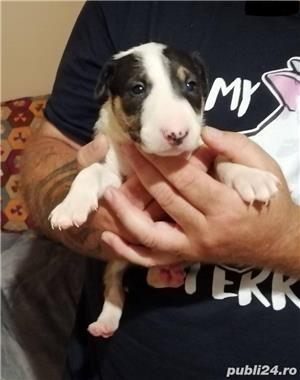 Vand pui bullterrier bull terrier  - imagine 3 Vand pui bullterrier bull terrier  - imagine 3