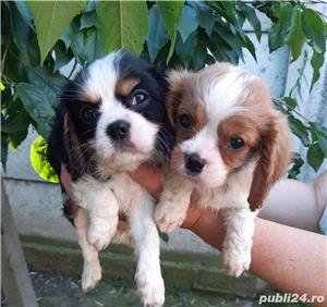 Vand cavalier king charles spaniel  - imagine 3