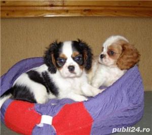Vand pui de cavalier king charles spaniel!!