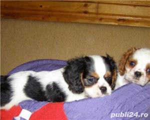Vand pui de cavalier king charles spaniel!! - imagine 2 Vand pui de cavalier king charles spaniel!! - imagine 2
