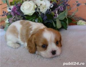 Vand pui de cavalier king charles spaniel!! - imagine 3 Vand pui de cavalier king charles spaniel!! - imagine 3