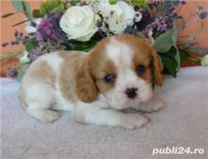 Vand pui de cavalier king charles spaniel!! - imagine 4