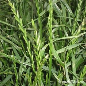 Raigras peren sau lolium perenne seminte certificate