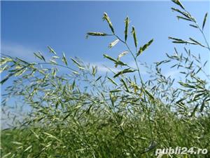 Paius de livezi sau festuca pratensis seminte certificate