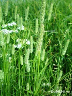 Timoftica sau phleum pratense seminte certificate
