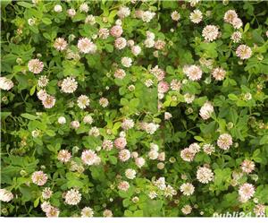 Trifoi suedez sau trifoi hibrid, trifolium hibridum seminte certificate