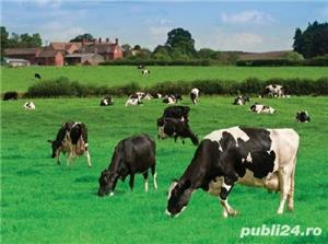 Amestec iarba cu trifoi rezistent la seceta pt pajisti, pasuni, islazuri