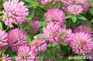 Trifoi rosu, trifolium pratense seminte certificate