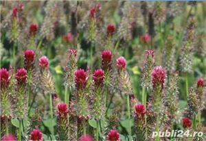 Trifoi incarnat, trifolium incarnatum seminte certificate