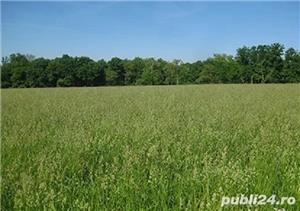 Golomat, iarba de livada, dactylis glomerata