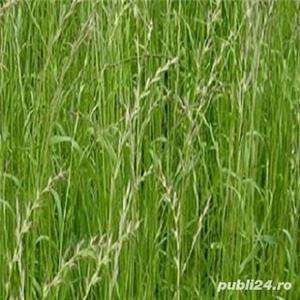 Raigras italian sau lolium italian seminte certificate