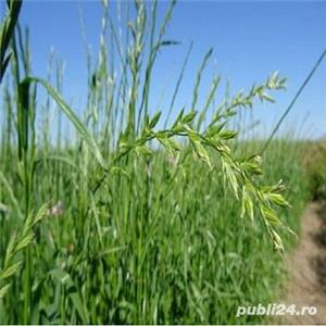 Raigras anual sau lolium anual, seminte certificate