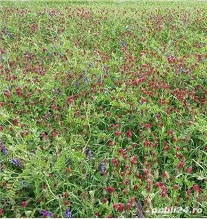 Amestec furaj anual, seminte certificate