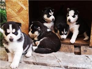 Pui de husky hasky siberian de vanzare!! - imagine 4