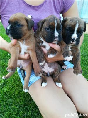 Vand catei de boxer!! - imagine 5